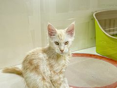 -青奢宠物·青奢猫舍