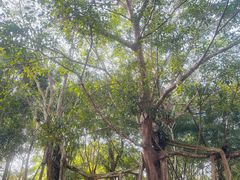 -中国科学院西双版纳热带植物园