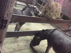 -清迈夜间动物园