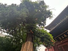 -洛阳白马寺