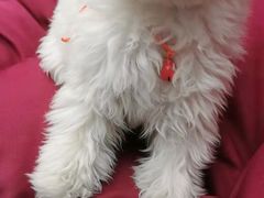 -艾贝尔宠物诊疗