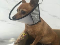 -伟伟宠物医院·CT影像中心·瑞派犬猫综合性门诊(汉口总院)