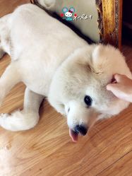 -英刺青 纹身 洗纹身