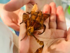 -上海大自然野生昆虫馆(东方明珠·爬宠昆虫探索中心)