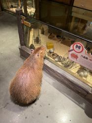-造物庄园 萌宠纪(苏州湾歌林公园店)