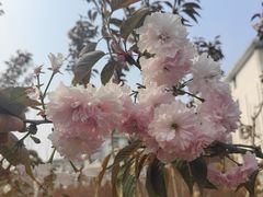 -高东镇樱花园