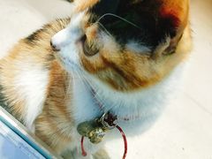 -萌萌牛紫米露(烟台大学店)