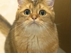 -御宝贝·A梦猫科宠物医院(国际猫友好医院)