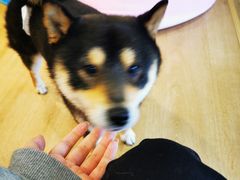 -南京Hallo宠物乐园·哈罗犬舍·柴犬繁育基地
