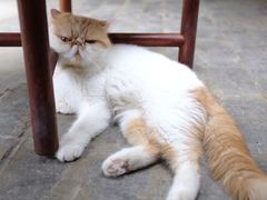 -喵屿·大理花园猫咖