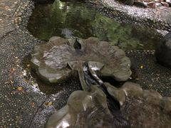 -成都市活水公园