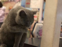 -猫小院猫主题咖啡厅(北锣店)