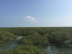 -北海金海湾红树林生态旅游区