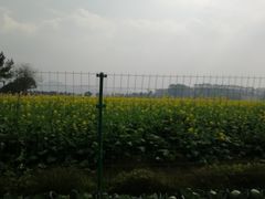 -光明小镇欢乐田园