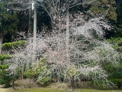 -西芳寺(苔寺)