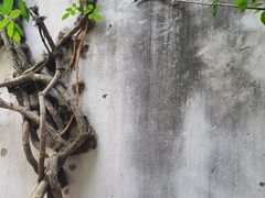 -艺圃