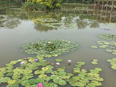 -大湾区中央湿地公园