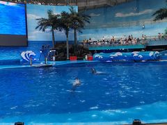 -海合安成都极地海洋公园