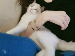 -喵百万·布偶·蓝金金渐层英短·猫舍(百子湾店)