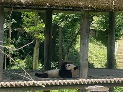 -中国大熊猫保护研究中心雅安碧峰峡基地