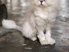 -喵屿·大理花园猫咖