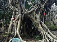 -云南勐巴娜西珍奇园