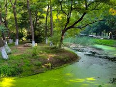 -长白岛森林公园