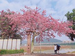-风云岭森林公园