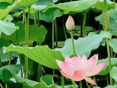 -荔湾湖公园