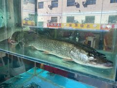 -煲来饱去冷水鱼
