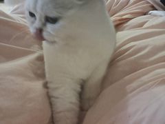 -lincat·猫舍(广州店)