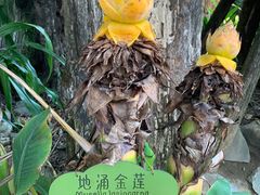 -云南勐巴娜西珍奇园