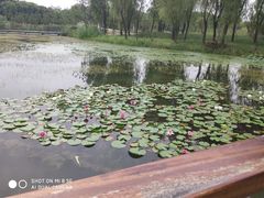 -昆山城市生态森林公园