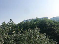 -华侨城湿地公园