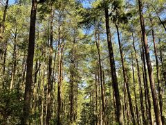 -重庆睡佛山森林公园
