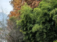 -余姚四明湖开元名都度假酒店·夏威夷西餐厅