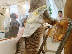 -共舞时光猫咖·狗咖(新街口店)