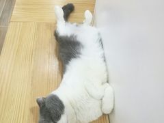 -李小姐の猫咖啡馆(五角场店)