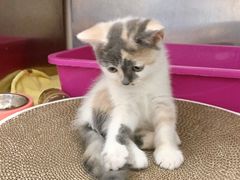 -宠颐生宠物医院外科·内科·皮肤科·影像科(石龙店)
