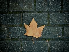 -白塘生态植物园