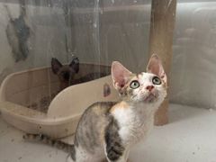 -翊宠yipet猫狗购宠庄园犬舍•猫舍