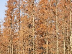 -白鹭湾湿地公园