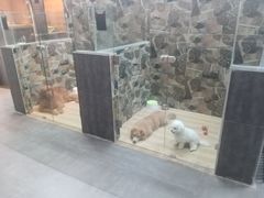 -宠物之家Pets Home 宠物寄养酒店