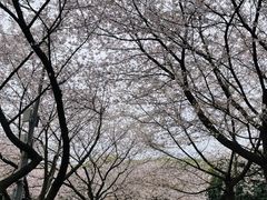 -武汉大学-樱园