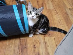 -猫大福·Fortune Cat猫舍(百子湾店)