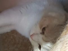 -藏猫猫咖啡主题馆(中央大道店)