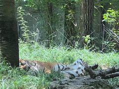 -北京野生动物园