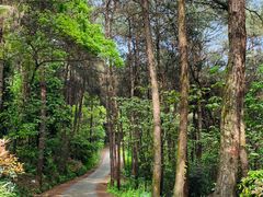 -铁山坪森林公园