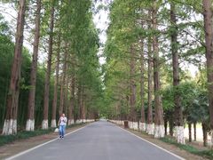 -黄海国家森林公园