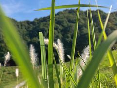 -龙坞茶村